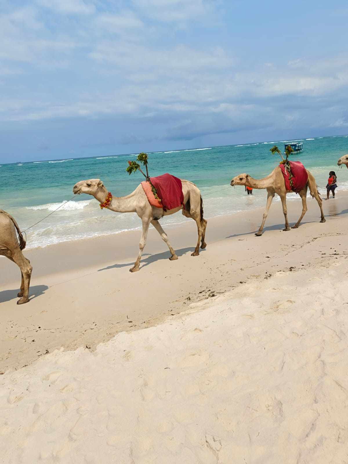 Camels on a tropical beach at golden hour on the Kenyan coast